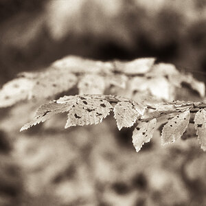 herbst03