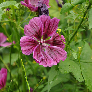 Wilder Hibiskus