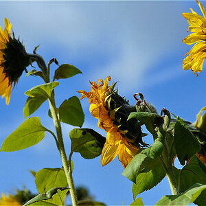Sonnenblumen