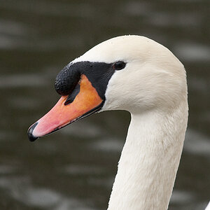 Sigma 150-500
450mm/ISO800/D90/f6,3/1/250sec