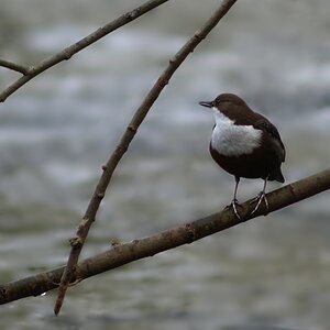 Wasseramsel