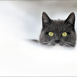 katze hof 0002