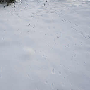 Spuren im Schnee 1k