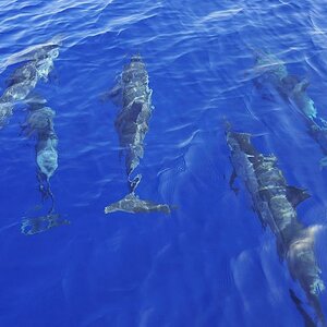Spinnerdolphins vor Muscat, Oman.