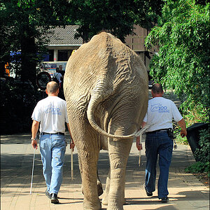 Elefant D2X 5168 3a

· http://www.nikon-fotografie.de/vbulletin/showpost.php?p=1235342&postcount=127
