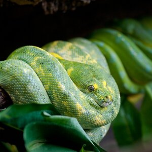 Reptilienzoo Obertraubling
