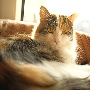 2010 01 22 Sandra Hannes bochum Katzen D7C 4433