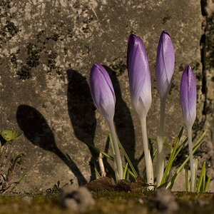 krokus 1