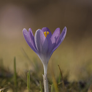 krokus 2