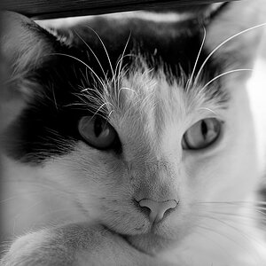 fritzII