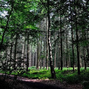 natur 2009