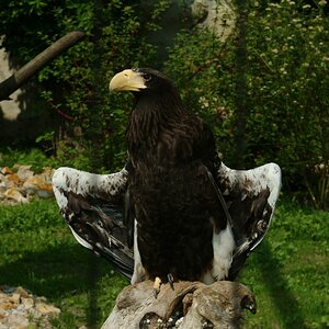 Adler