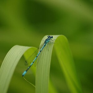 Libelle