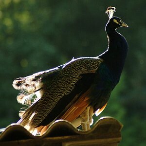 Pfau