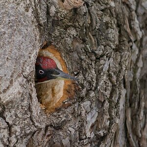 Grünspecht, zu Hause im Baum Nr. 137, Park des Britzer Schlosses, Berlin-Neukölln
DSC 4089 Kopie