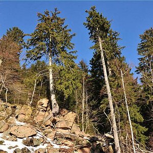 Harz