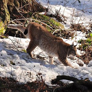 Harz