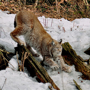 Harz