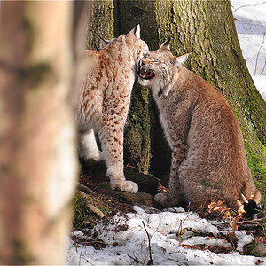 Harz
