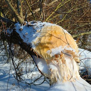 Spuren in der Natur