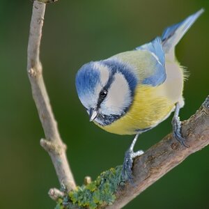 Blaumeise