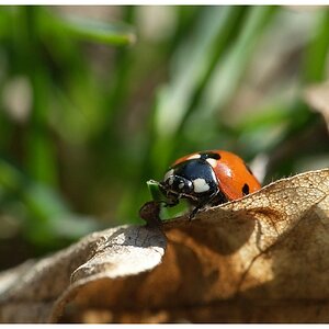 Endlich Frühling