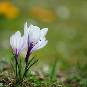 20100319 110320 krokusse