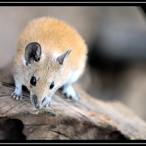 Maus