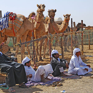 2080427 3679 1024 KamelSouk AlAin