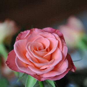Rose Ausschnitt