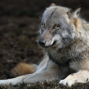 Wolfsblick2