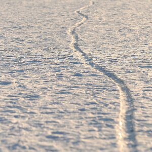 Spur im Schnee