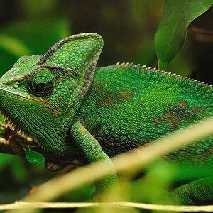 Chamaeleon8 29032009 klein