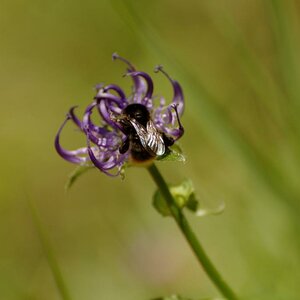 Hummel