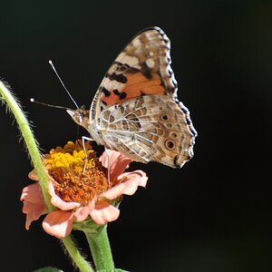 klFuchs