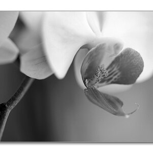 sw orchidee3