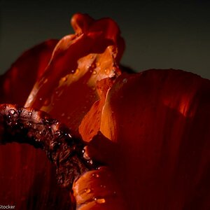 MOHN 250509  99