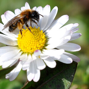 Biene auf Gänseblümchen