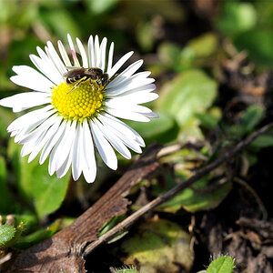 Schlupfweste auf Gänseblümchen