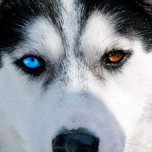 Huskie Zweifarbig 1024 Klein