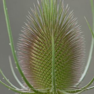 Distel