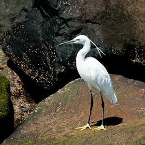 Seidenreiher