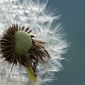Pusteblume