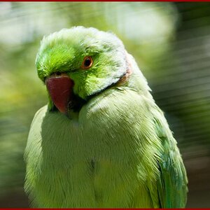 Papagei grün