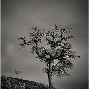 Tree bw