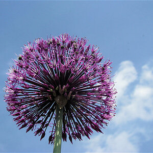 Macro