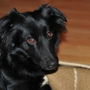 Festus