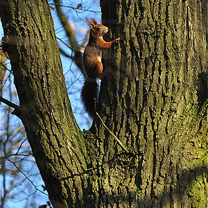 Eichhörnchen