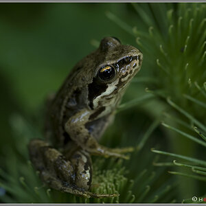 DSC 0069 Grasfrosch NFF