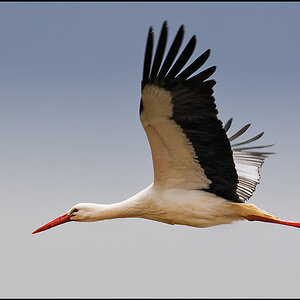 storch gerstungen radloff1